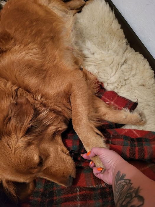 Golden retriever ciemno złote w typie amerykańskim