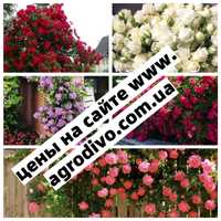 Саджанці нових сортів троянд та дерев на сайті agrodivo.com.ua