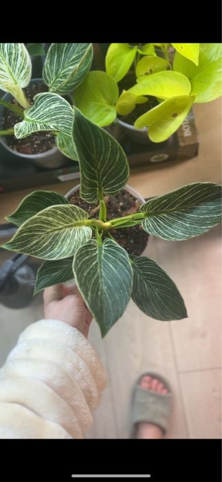 Філодендрон Birkin (Philodendron Birkin), горщик 14 см — 250 грн