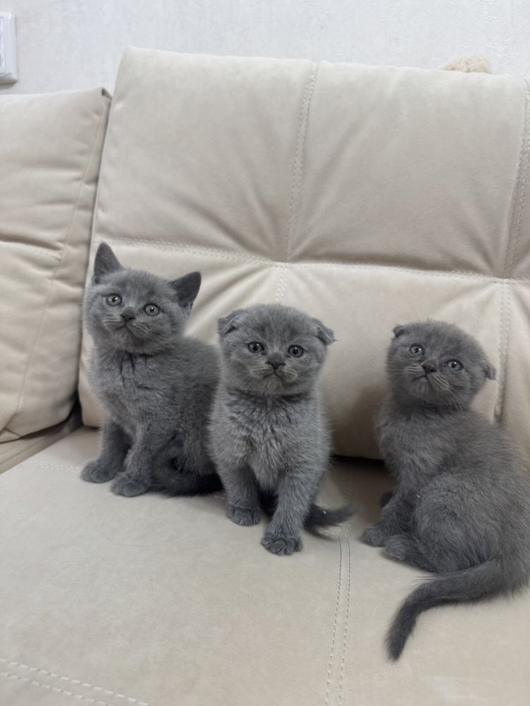 Шотландські кошенята