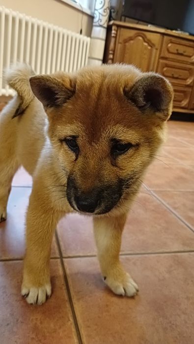 Shiba Inu czerwona suczka Wrzosowa Zagroda FCI ZKwP