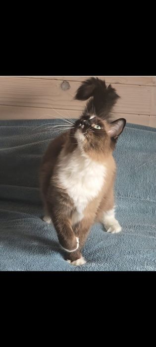 Przepiękna koteczka Ragdoll