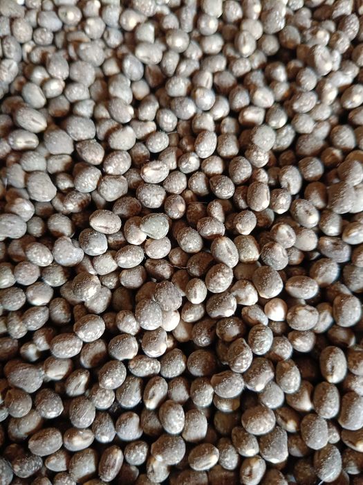 Sprzedam łubin slodki