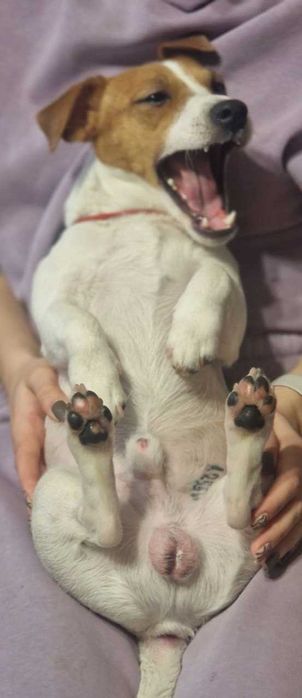 Вязка Джек Рассел. Кобель