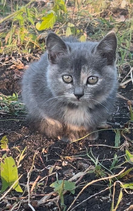 Віддам котика і кішечку 3 місяці