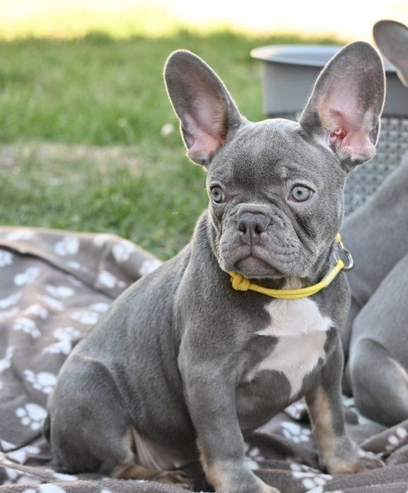 Бульдожкі французькі у ліловому  забарвленні