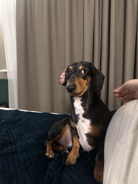 Віддам в добрі руки таксу карликову