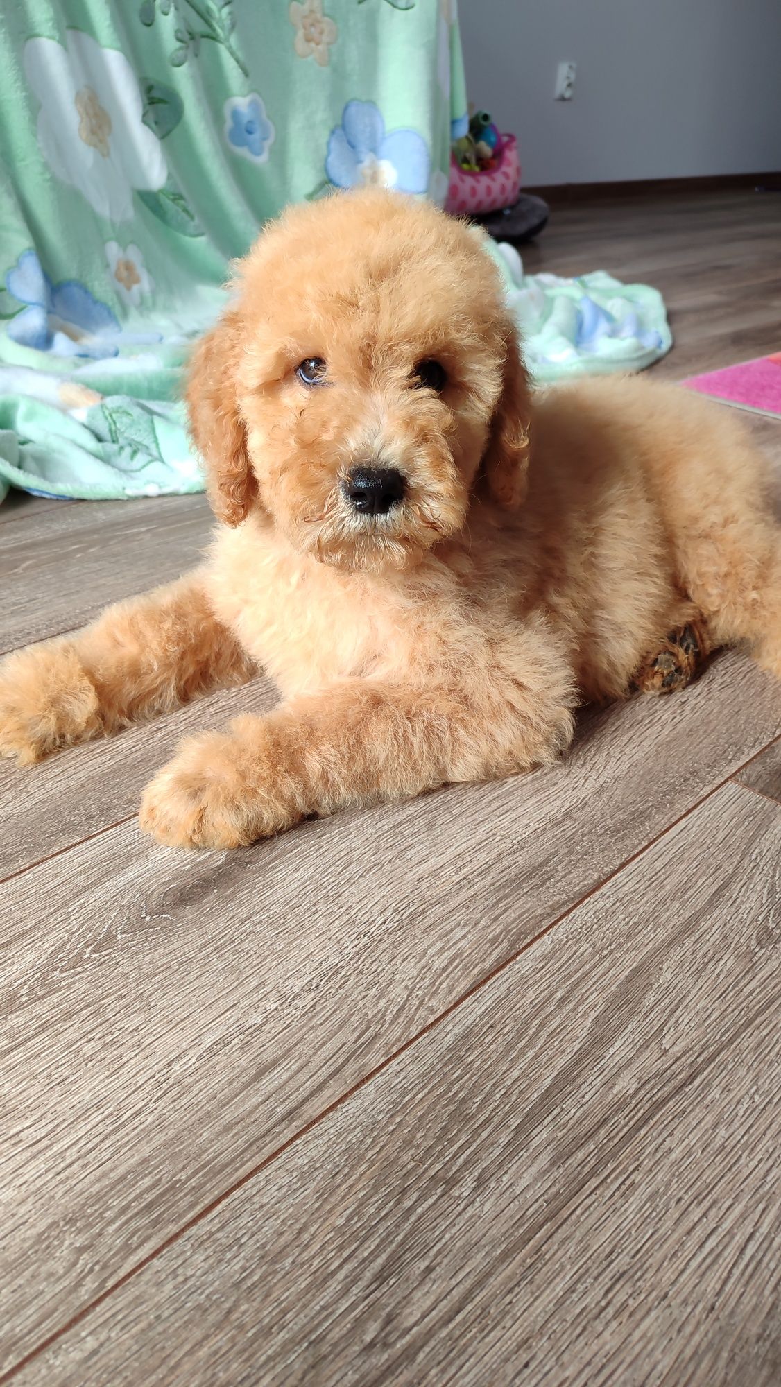 Goldendoodle F1b