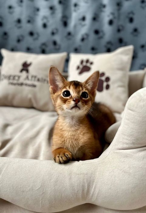 Абісинська порода кошеня абиссинская кошка