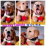 Złota Dakota Golden Retriever odbiór 7  06  2025r RODZICE W HODOWLI