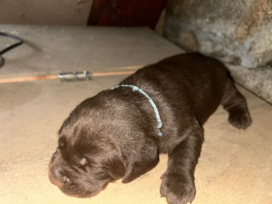 Labrador chocolate