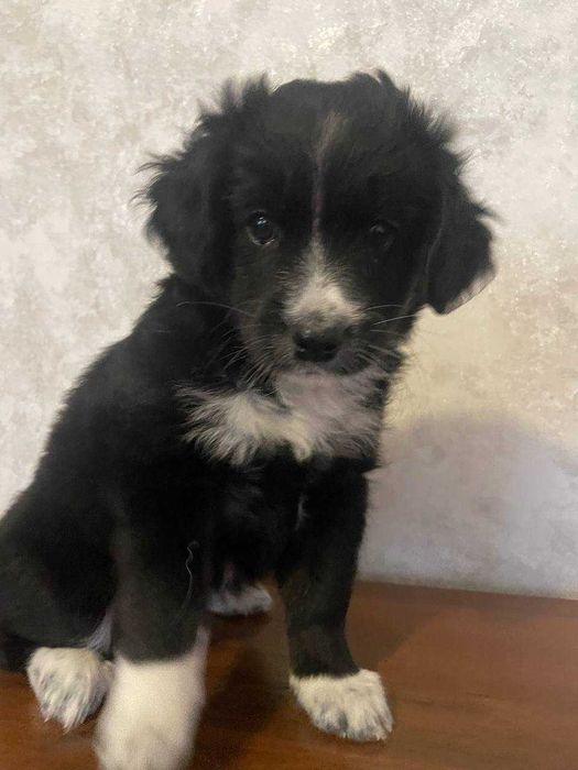 Милі щенята шукають сім'ю