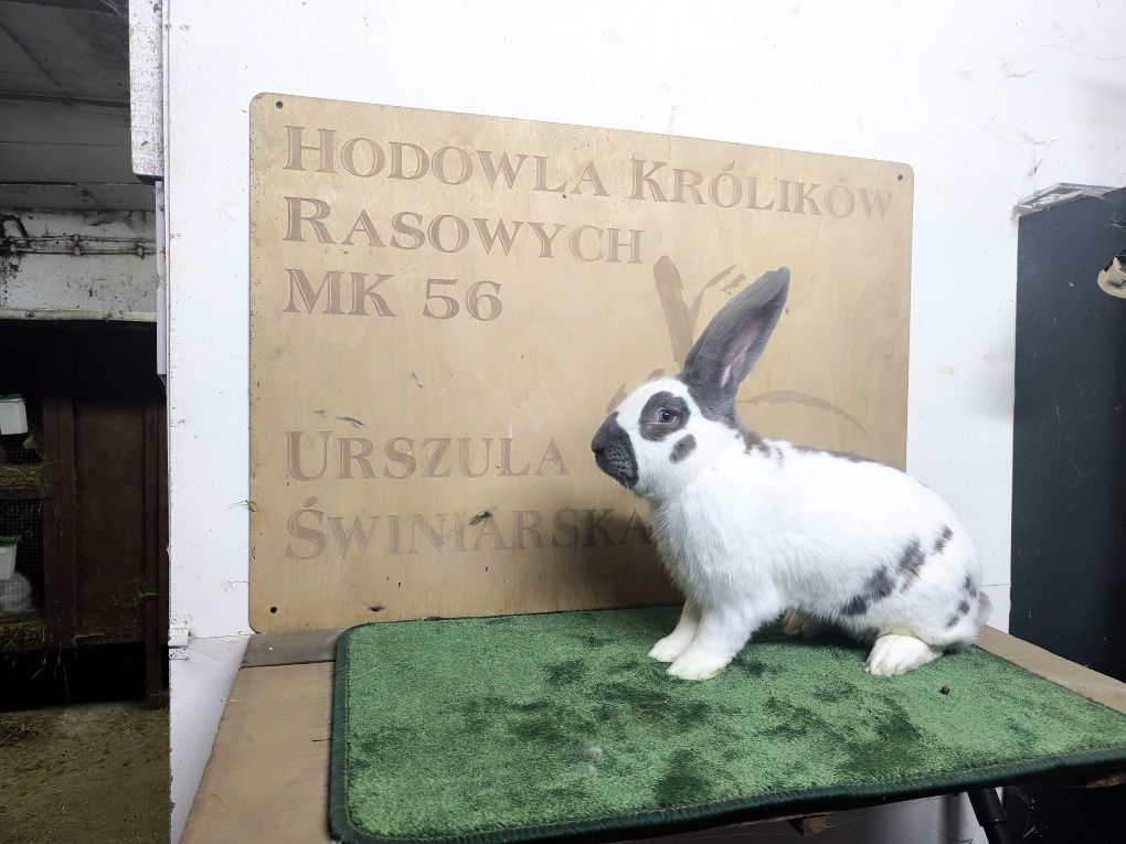 Samiec Champion 96.5pkt Olbrzym Srokacz Izabela rodowód