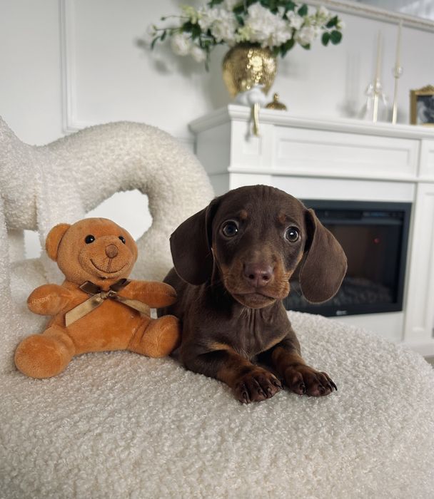 Piękny piesek jamnik „CHOCO” czekoladowy miniaturka
