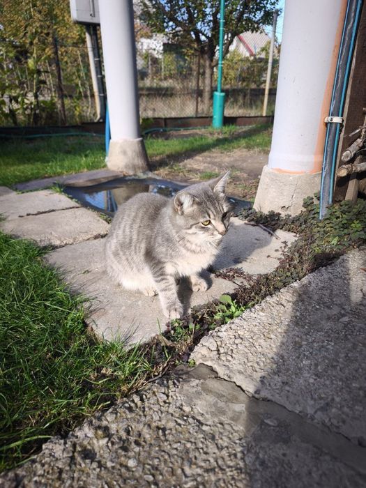 Котики дачні у хороші руки