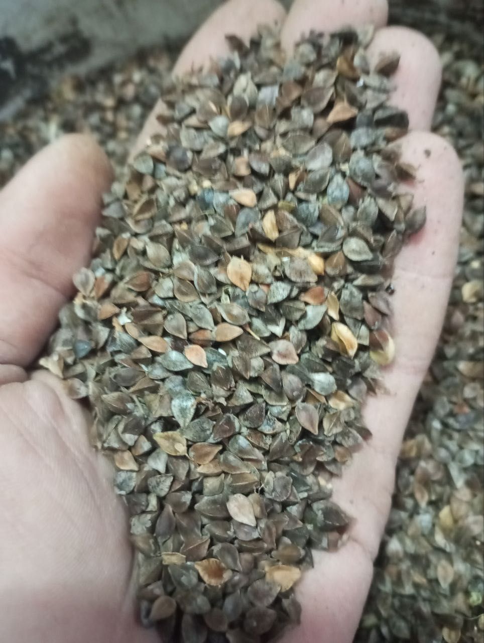 Продам насіння Гречки