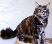 Maine Coon blue kotka