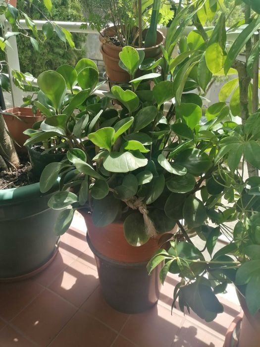 Plantas incríveis — leve mais verde pra sua casa!”