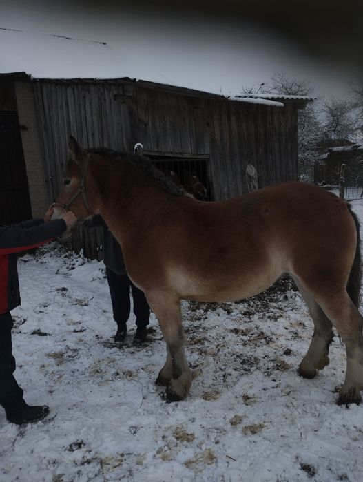 Źrebica pkz 20 miesięcy