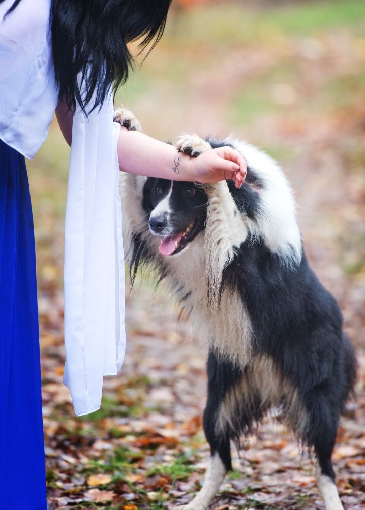 Zoopsycholog behawiorysta psów i kotów, szkolenie, szkoła