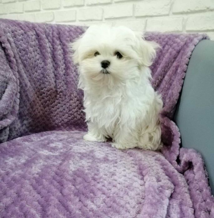 Maltańczyk- wyjątkowa  suczka - FCI