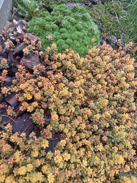 Продам надлишки квітів з власного саду. Ясколка, ломикамінь, очіток.