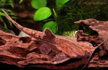 Sum Drewniak TINA ZOO Zabrze