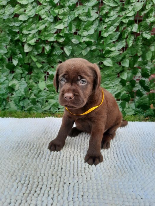 Цуценя Лабрадор дівчинка
