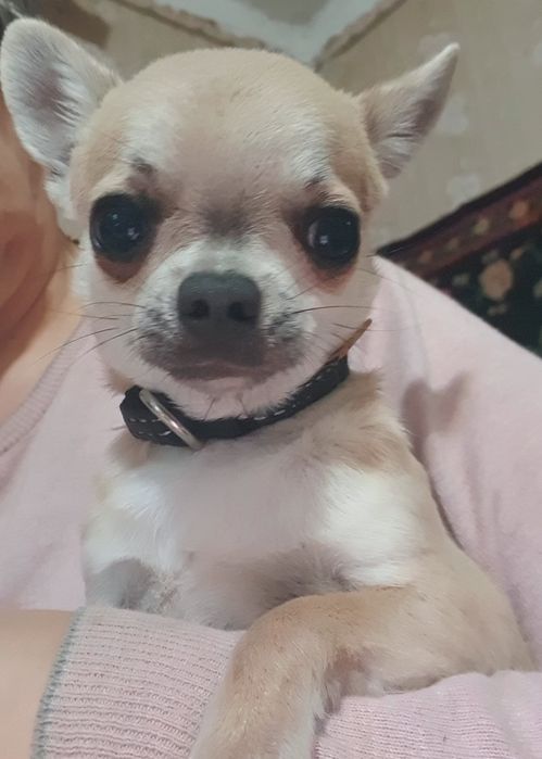 Мини мальчик чихуахуа гладкошерстный