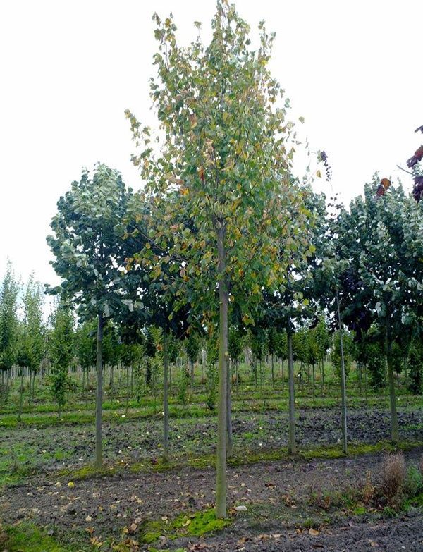 Duże drzewa alejowe nasadzenia zastępcze Drzewa liściaste Lipy klony