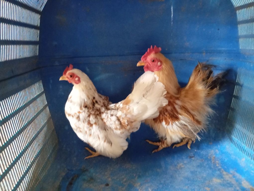 serama kogut  i kurka ,