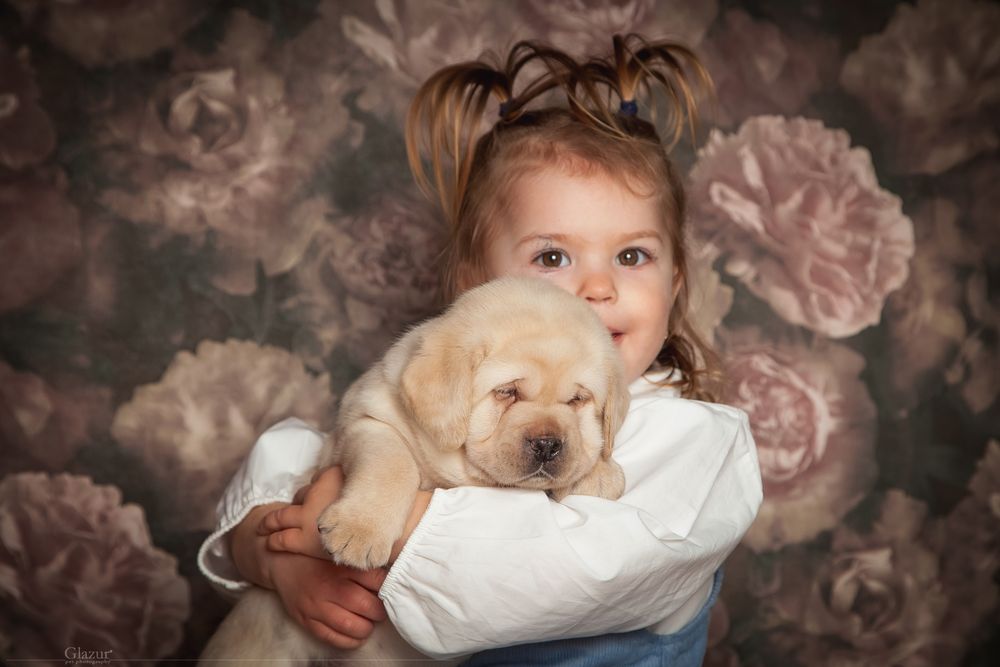 Цуценята лабрадора в розпліднику “Lab’Soul Shine”