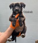 Chlebek - samiec, szczeniak szuka domu/ do adopcji
