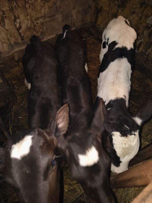 Sprzedam byczki i jalowki