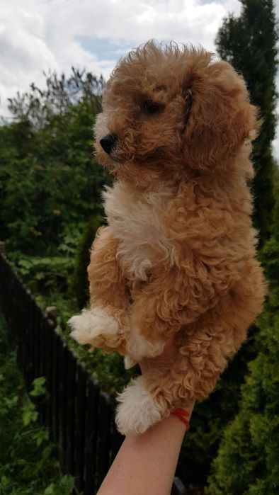 Продажа собак мальтіпу