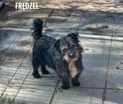 Frędzel, 7 kg, 4 lata, adopcja za darmo oddam