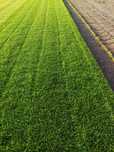 Trawa z rolki/Roll_Grass Producent Trawy