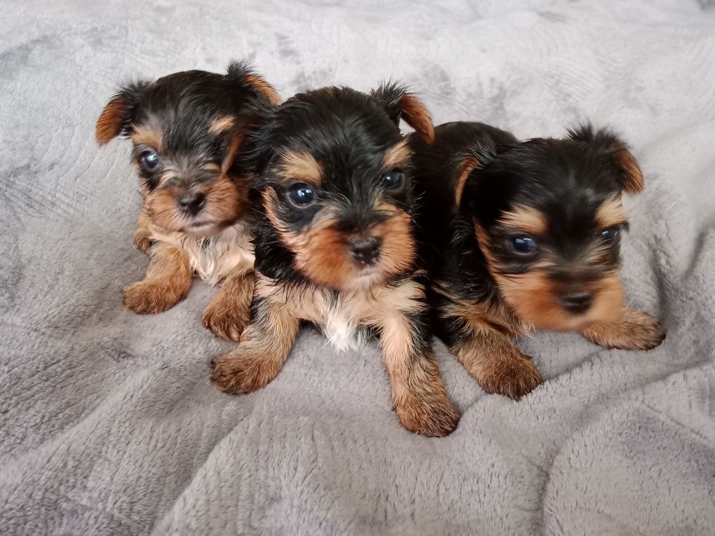 Yorkshire terrier