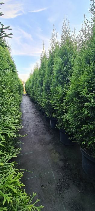 PROMOCJA! Tuja szmaragd 150cm!! Kompleksowe nasadzenia!