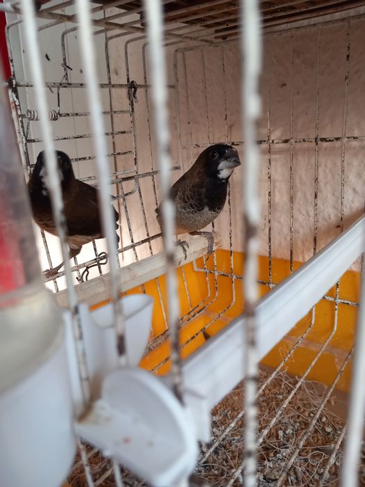 Bengalins. Novos deste ano