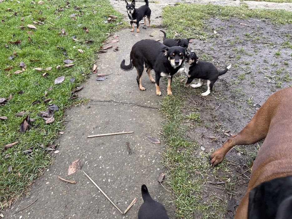 Oddam szczeniaki w dobre ręce