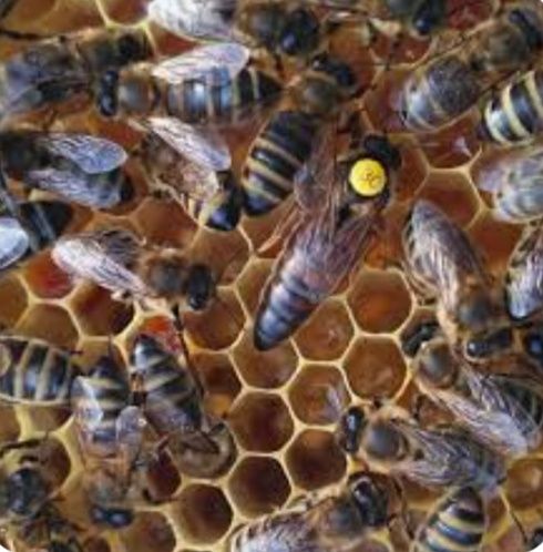 Плідні бджоломатки   Карніка Бакфаст 2023 р.