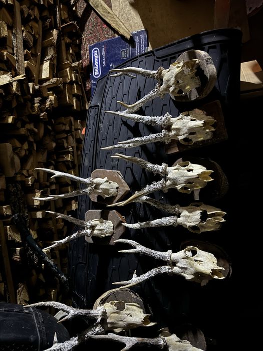 Роги косулі не лаковані з медальйонами