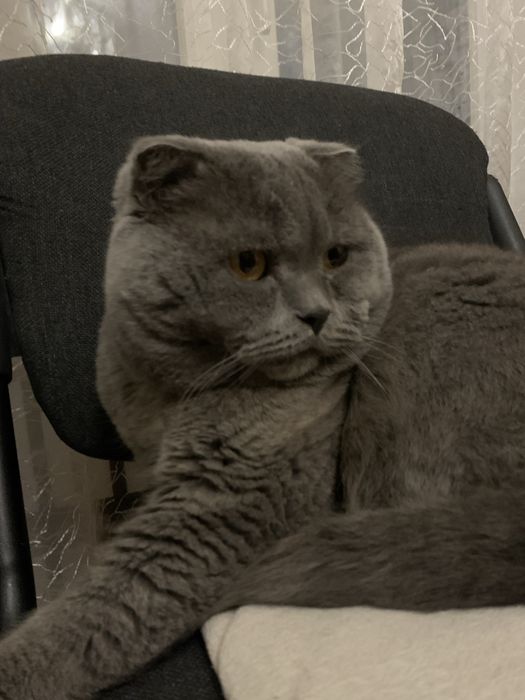 Вʼязка кіт британець вісловухий 6 років Дніпро Тополя