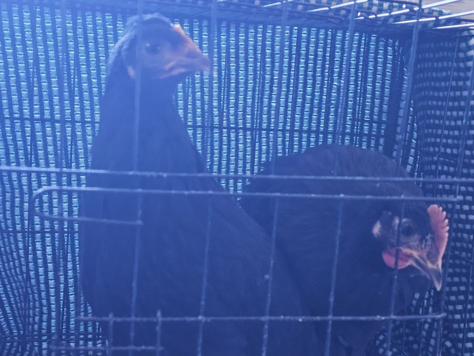 Casal de Jersey Gigante para criação