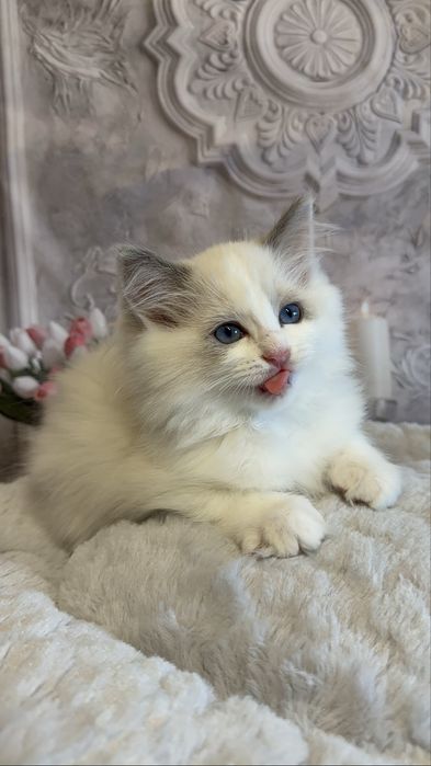 Koteczka Ragdoll blue bikolor