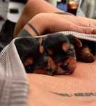 Pies  Yorkshire Terrier FCI