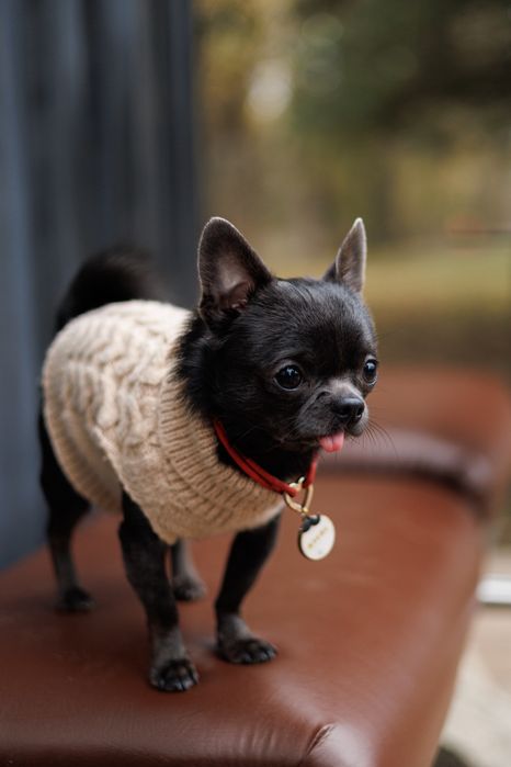 Кобель чіхуа хуа шукає наречену