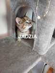 Kotek do adopcji