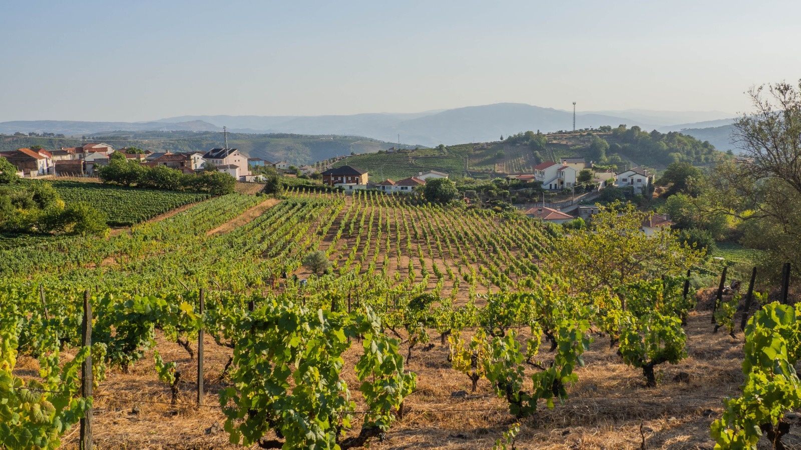 Vinha do Douro com benefício